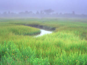 marshgrasses.jpg