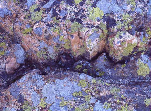 lichenandgranite.jpg