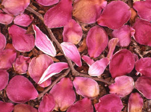 magnoliapetals.jpg